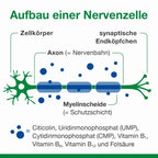 Neurologes Concept 胶囊 60 粒 PZN 17308127