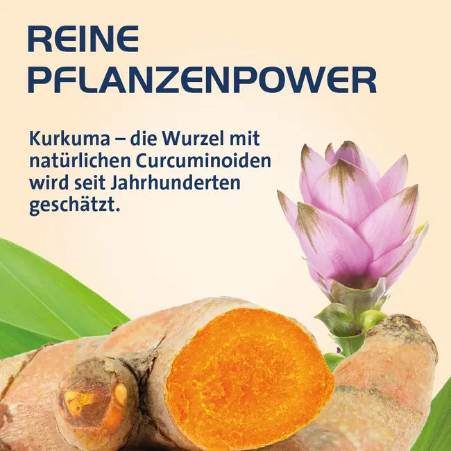 Curcumin Hevert OptiSolv® | High-Bioavailability Turmeric Extract with OptiSolv® Technology | Piperine-Free & Vegan | 120 Capsules | PZN 19709824